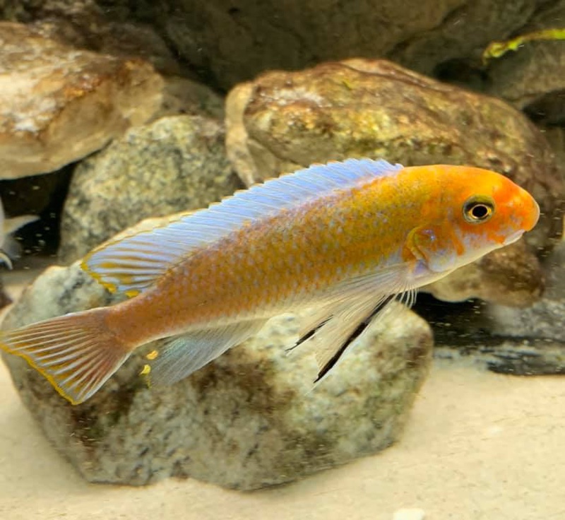 Labeotropheus trewavasae 'Ndumbi Point'